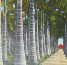 c1930 Royal Palms McKee Jungle Gardens Florida Vintage Linen Postcard - £21.41 GBP