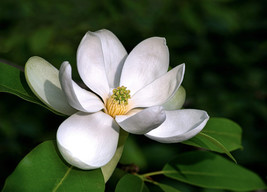 VP Sweetbay Magnolia Virginiana Tree Shrub Native Laurel White 3&quot; Flower 10 Seed - £3.79 GBP