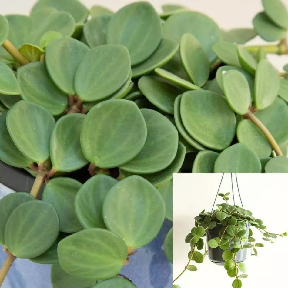 Peperomia Hope 4.5&quot; Live Plant Trailing Peperomia Rotundifolia Succlent ... - $15.99
