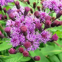 100 Missouri Ironweed Monarch Flower Native Purple Vernonia Missurica Seeds US S - $7.45