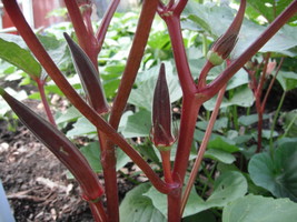 Red Burgundy Okra Seeds, NON-GMO, Heirloom, Free Shipping - £1.52 GBP+