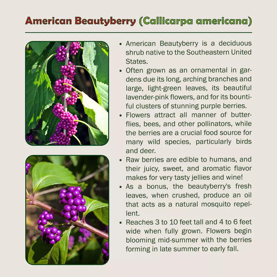 40 American Beautyberry Seeds - £5.12 GBP