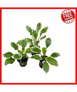 Beautiful Hosta &#39;So Sweet&#39; 3-Pack – Ideal Dark Green Shade Plants for Ou... - $57.83 CAD