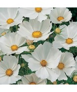 Cosmos Purity Seeds 100 Ct White Flower Butterflies Fresh Garden - $77.59 MXN