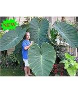 SL Giant Elephant Ear Plant, SL Colocasia Gigantea, Huge Foliage - $4.14