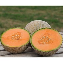 Best SELLER USA 10 Seeds Tam Uvalde Cantaloupe Seeds - £6.43 GBP