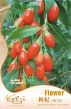 1 Original Packs 60 seeds fresh goji Chinese Wolfberry Lycium barbarum MuraliShr - £5.11 GBP