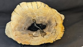 Petrified Wood Large Decorative Crystal Slice ≥8.0&quot; &amp; over 32.0 oz (Item... - $1,271.42 MXN