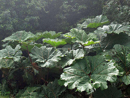 THJAR Gunnera insignis | Poor Man&#39;s Parasol or Umbrella | 50 Seeds - €2,43 EUR