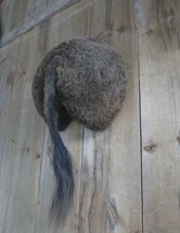 buffalo bison butt taxidermy mount - £278.90 GBP