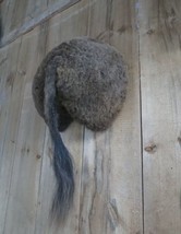 buffalo bison butt taxidermy mount - $350.00