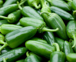 Jalapeno M Pepper Seeds 50 Spicy Mexican Culinary Salsa Culinary Fast Sh... - $8.99