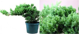 4&quot; pot Juniper Procumbens nana Japanese Live Bonsai Starter Tree Plant  - £41.76 GBP