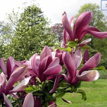 Purple Lily Magnolia Seeds Magnolia Lilliflora Nigra Mulan Woody Orchid Deciduou - $13.88