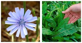 Oasis Chicory Seeds Endive Seeds 3000 Fresh Garden Seeds - $19.99