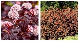 Physocarpus &#39;LADY IN RED&#39; - Starter Plant- Approx 5 Inch - £33.02 GBP