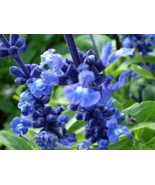 BRN 50 Oxford Blue Sage Salvia Viridis Clary Painted Horminum Sage Herb ... - $18.81 CAD