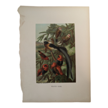 1898 Animate Creation &#39;WEAVER BIRDS&#39; Lithographed Print, L. Prange / Selmar Hess - £11.99 GBP