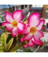 Mixed Pink &amp; Crimson Red Adenium Desert Rose 2 PCS Seeds - $160.69 MXN