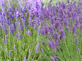 100+ Seeds English Lavender Herb Fragrant Scent Heirloom - £9.53 GBP
