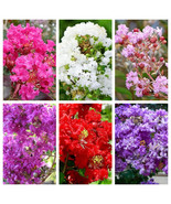 Bloomys 1000 Seeds Bulk Crepe Myrtle Mixed Colors Lagerstroemia Indica T... - £39.93 GBP