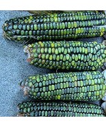 LKS Oaxacan Green Corn Seeds 100 Masa Tamales Organic Home Garden - $30.22