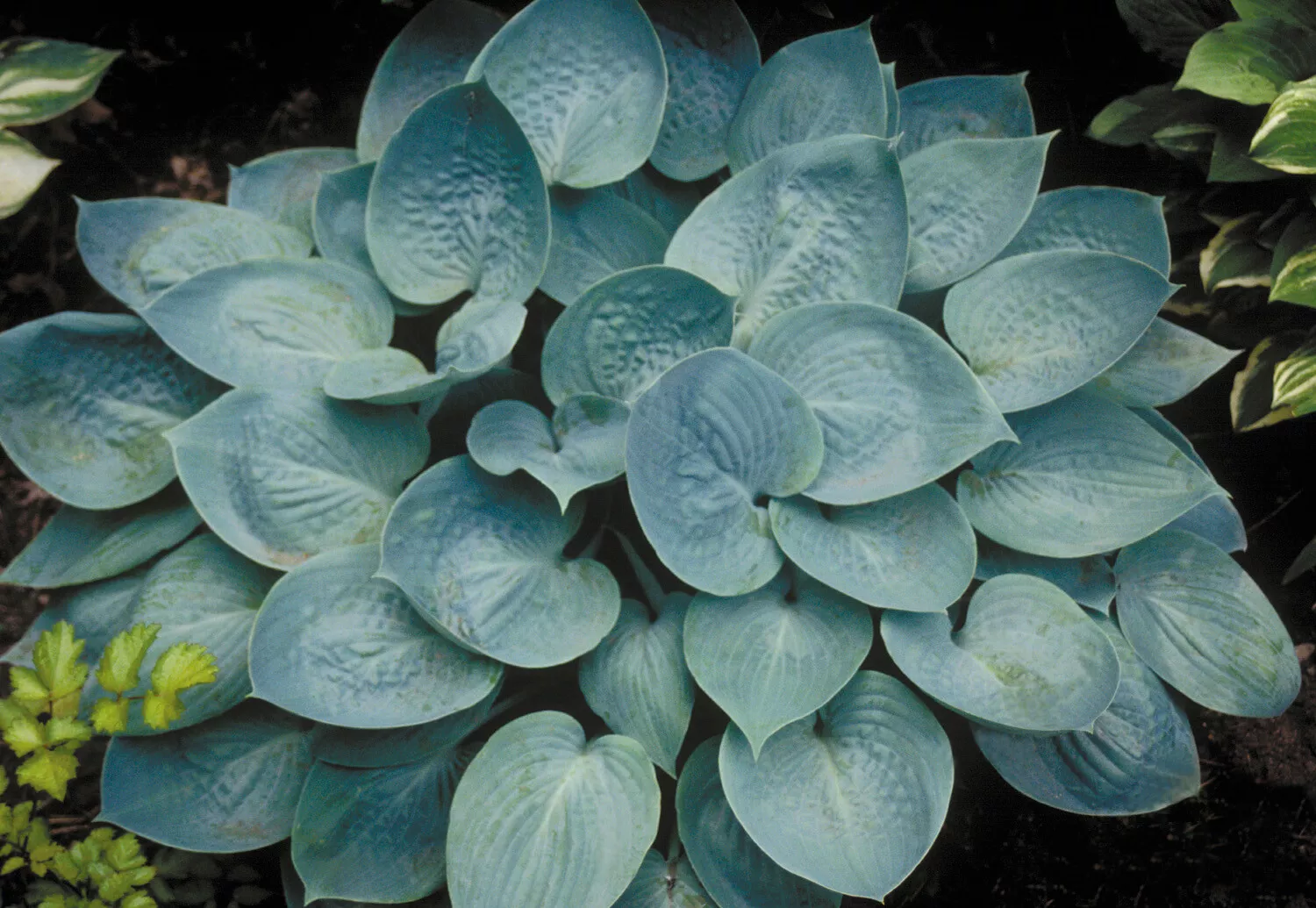 Item image 3