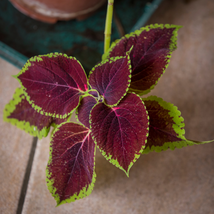 Vibrant &#39;Xinghai&#39; Rainbow Coleus 100 Seeds - $7.22