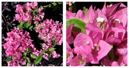 Bougainvillea VERA PINK Bougainvillea Small Well Rooted Starter Plant - $38.99