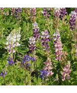 100 Seeds Pixie Lupine Seeds Non-GMO  - £9.16 GBP