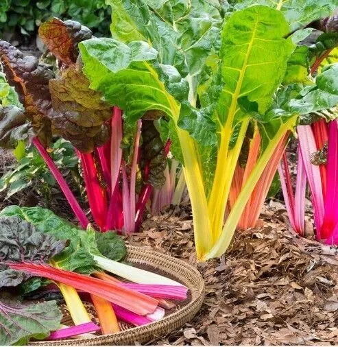 Fresh Swiss Chard Rainbow Mix Microgreens 50 Seeds - £5.56 GBP