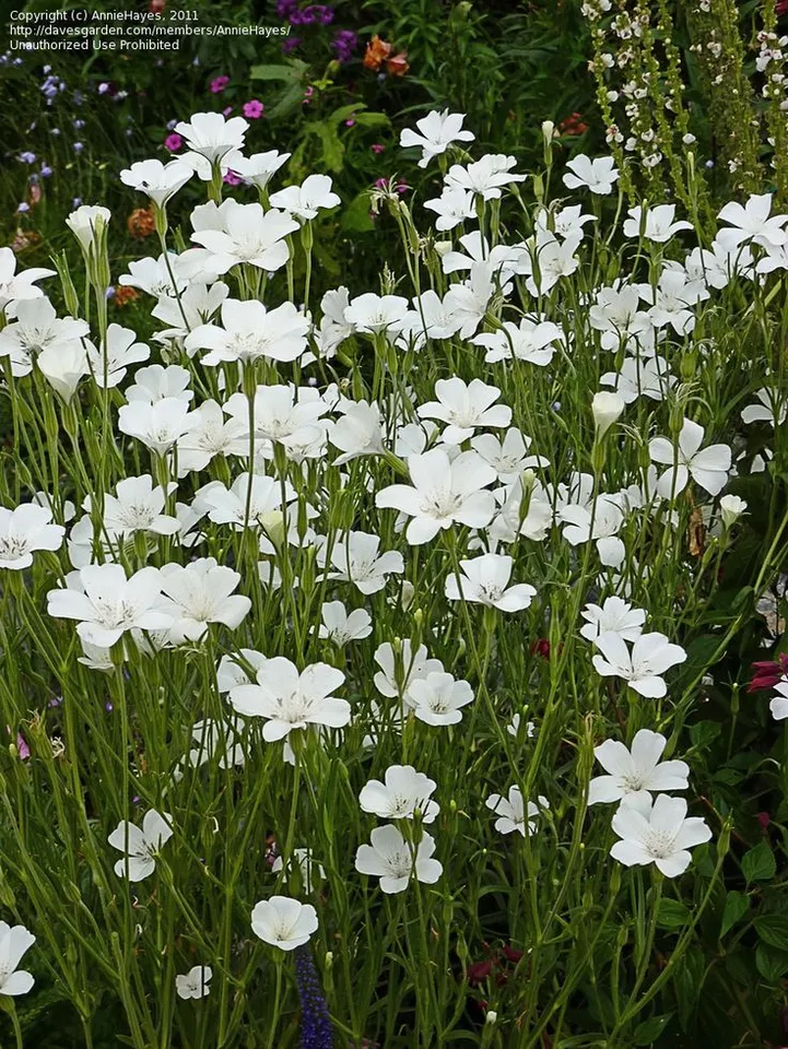 TISSS 120 Agrostemma Ocean Pearl &quot;Corn Cockle&quot; Perennial Easy Hardy Flower Seeds - $14.00