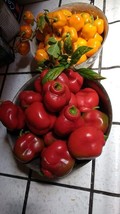 Orange and red Manzano Pepper Seeds Mixed (24 seeds per packet) FREE SHI... - $3.95