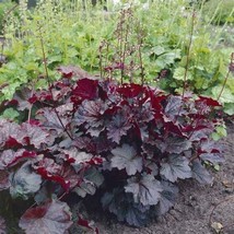 Heuchera DL417C Flower Seeds High Germation - $2.53
