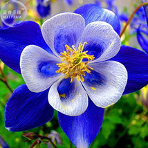 Aquilegia Blue Columbine Flower Seeds Pack 50 Seeds Very Seeds Flower E3370 Gard - £9.49 GBP