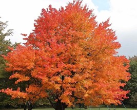 Acer Saccharum (Sugar Maple Northern) 10 seeds - £1.67 GBP