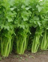 250 Seeds Tall Utah Celery Quick Plant Heirloom Seeds Achieve Garden Beauty - $8.35