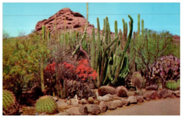 Desert Botanical Garden Phoenix Arizona Cactus Postcard - £6.62 GBP