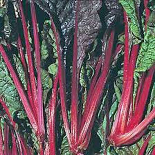 SWISS CHARD SEED, SWISS CHARD, RUBY RED, HEIRLOOM, 100 SEEDS, NON GMO - $5.51