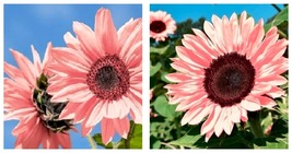 100 Seeds Light Pink Sunflowers Huge Planting Garden Large Flowers - £19.73 GBP