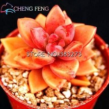 10 Seeds Crassula Capitella Thyrsiflora Red Pagoda Succulent Cactus Bonsai Jatro - $10.27