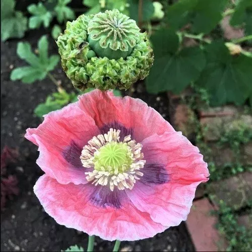 5,000+ Organic Hens and Chickens Papavaer Somniferum Poppy Seeds For Pla... - $15.03