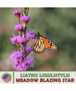 Meadow Blazing Star 100 Seeds, Liatris ligulistylis, Monarch Butterfly A... - £10.20 GBP