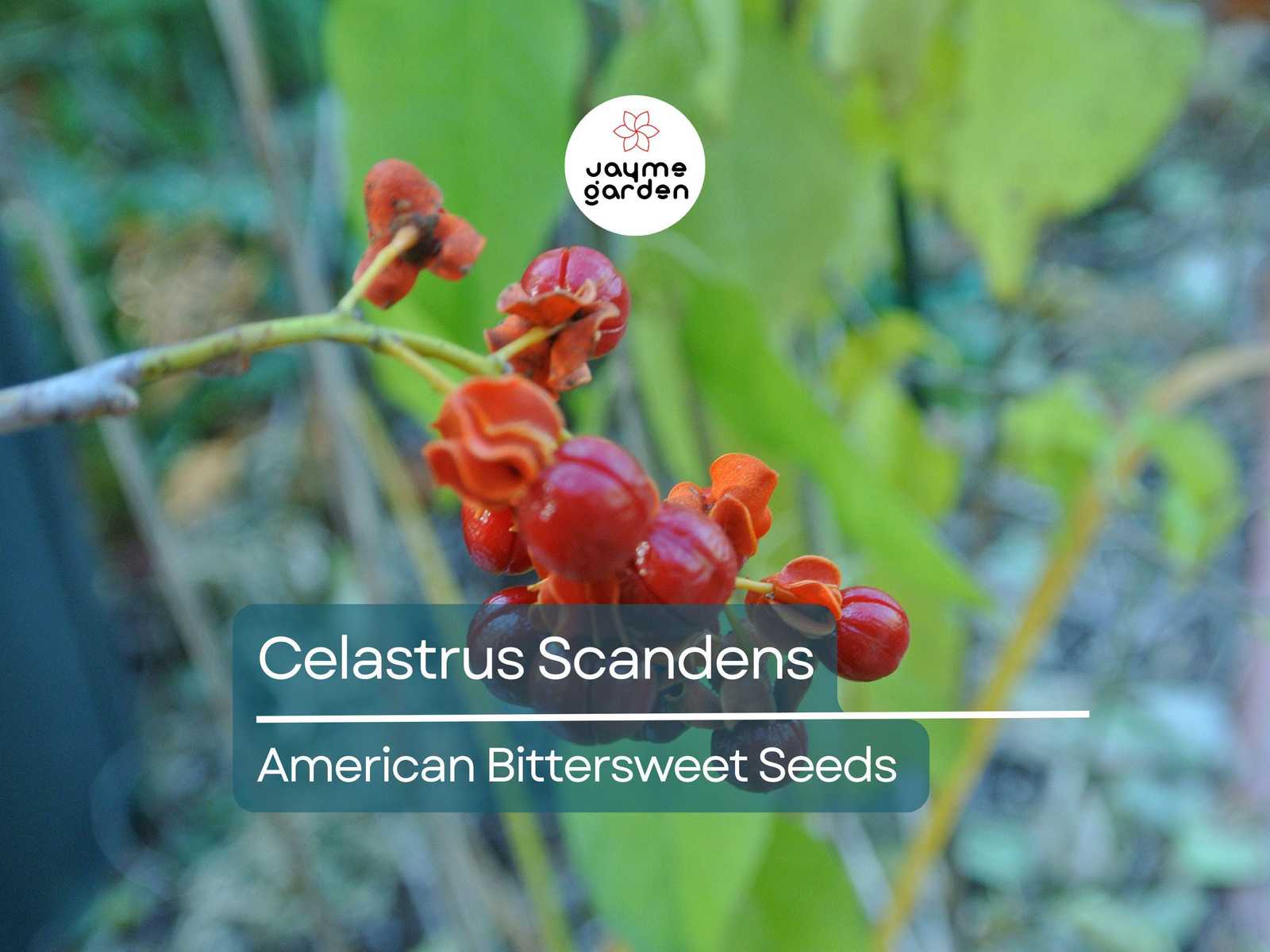 30 Seeds Celastrus Scandens | American Bittersweet Seeds for Planting | ... - $4.50