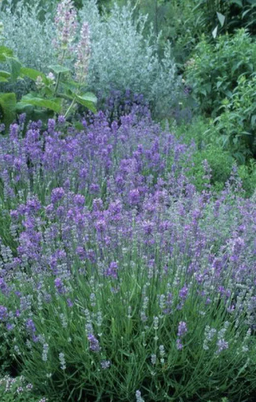 TH 600+English Lavender-Lavandula angustifolia-Non GMO-Open Pollinated. - £3.95 GBP
