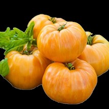 SD Kentucky Beefsteak Tomato 30 Seeds Fast Grow - $194.46 MXN