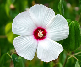 USA Luna White Hardy Hibiscus Moscheutos Flower Small Bush 25 Seeds - £8.64 GBP