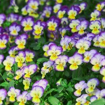Fresh Garden Johnny Jump Up Flowers - Seeds - Organic - Non Gmo - Heirlo... - $8.87