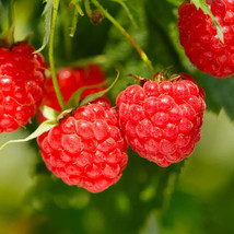 50 red thornless raspberry seeds  rubus parviflorus  usa seller thumb200