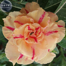 Adenium Orange Petals Red Stripe Flower Seeds 2 Seeds 4 Layer Big Blooms Desert  - $6.22